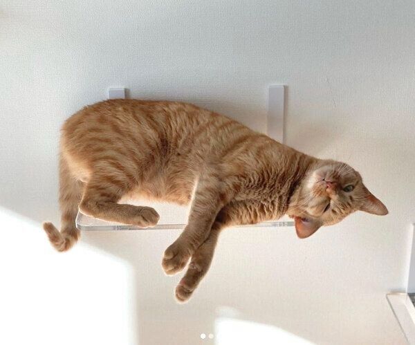 ゴロゴロするモモちゃん