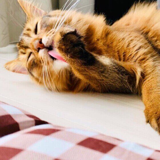 毛づくろいするソマリ