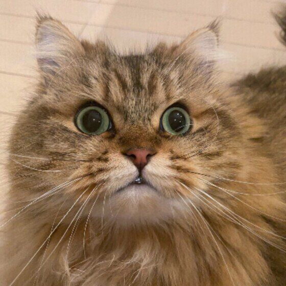 見つめるサイベリアン