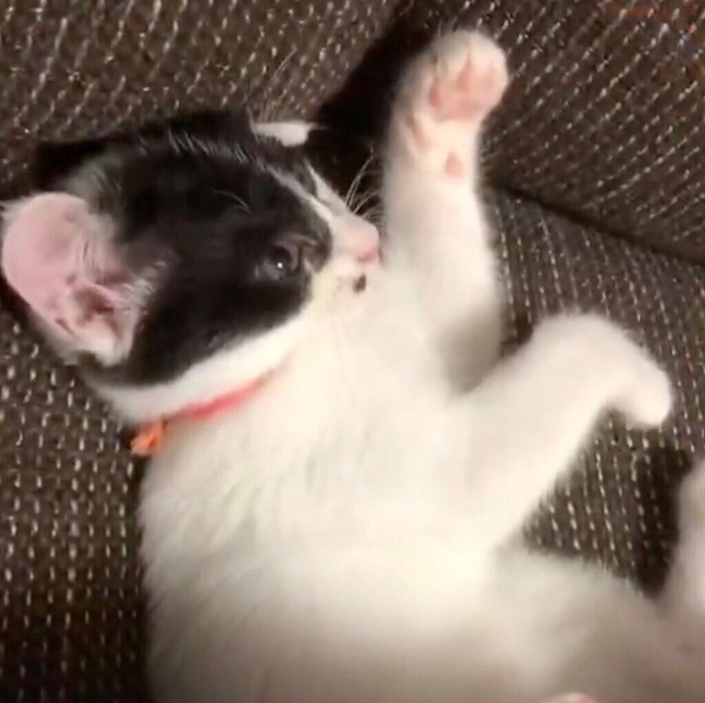 おもちゃで遊ぶ生後3カ月ほどのらんちゃん