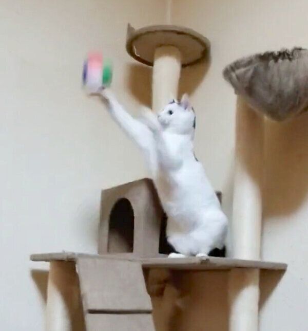 ボールで遊ぶチロちゃん