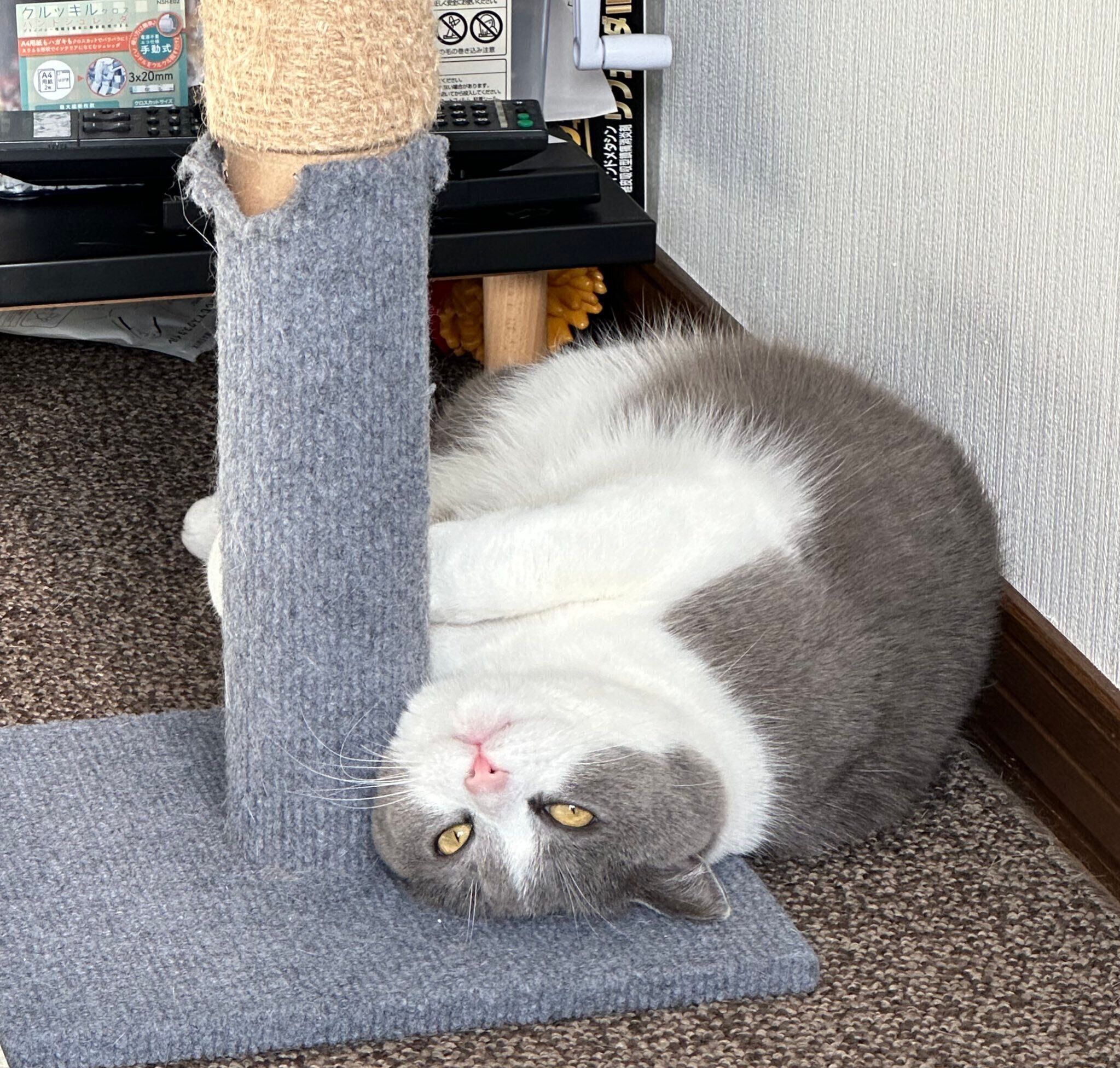 おなかを出して飼い主さんを見つめる福ちゃん