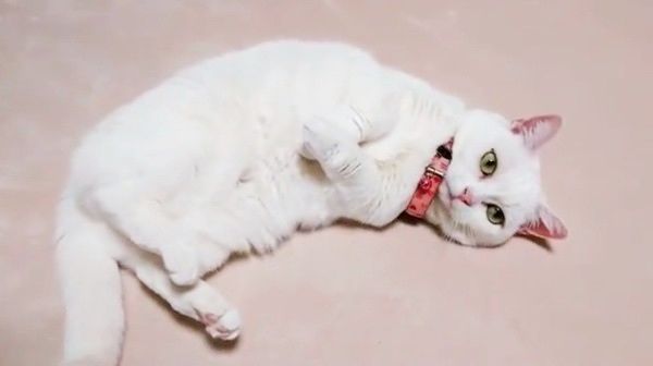 脱力するマンチカン