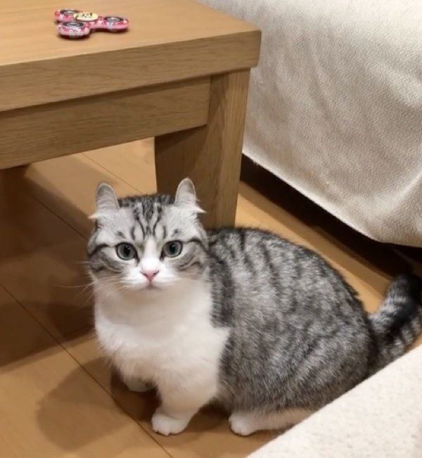 ハンドスピナーを回したいマンチカン