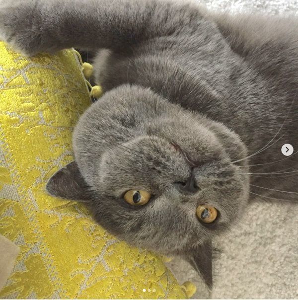 元保護猫・ブリティッシュショートヘアのルナ子ちゃん