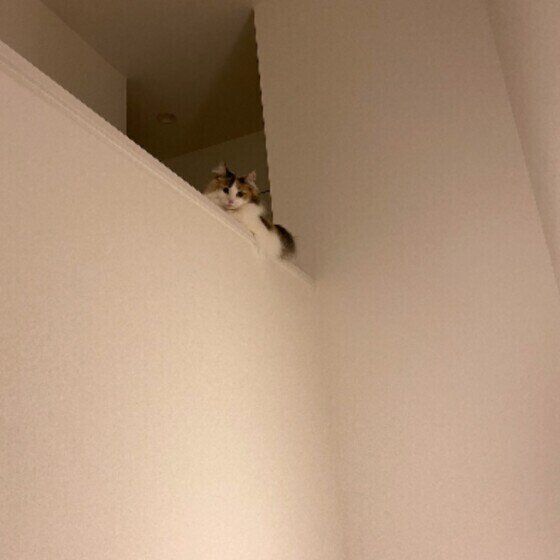 2階から見下ろすノルウェージアンフォレストキャット