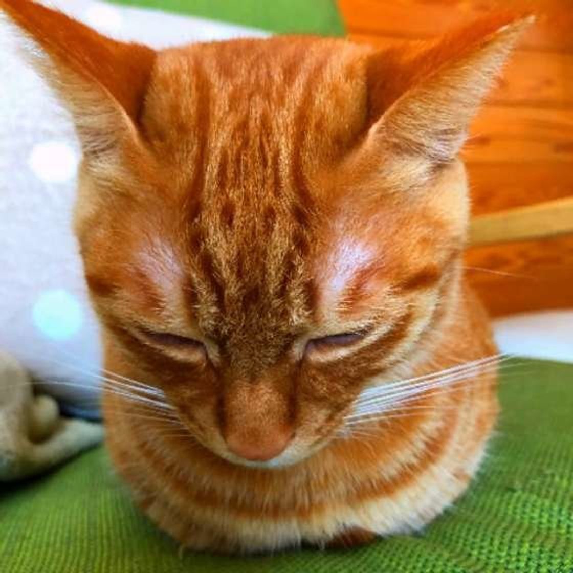 猫のトラ柄3種 代表的な毛柄のキジ 茶 サバを徹底解説 ねこのきもちweb Magazine 猫のトラ柄3種 代表的な毛柄のキジ 茶 サバを徹底解説 ねこのきもちweb Magazine