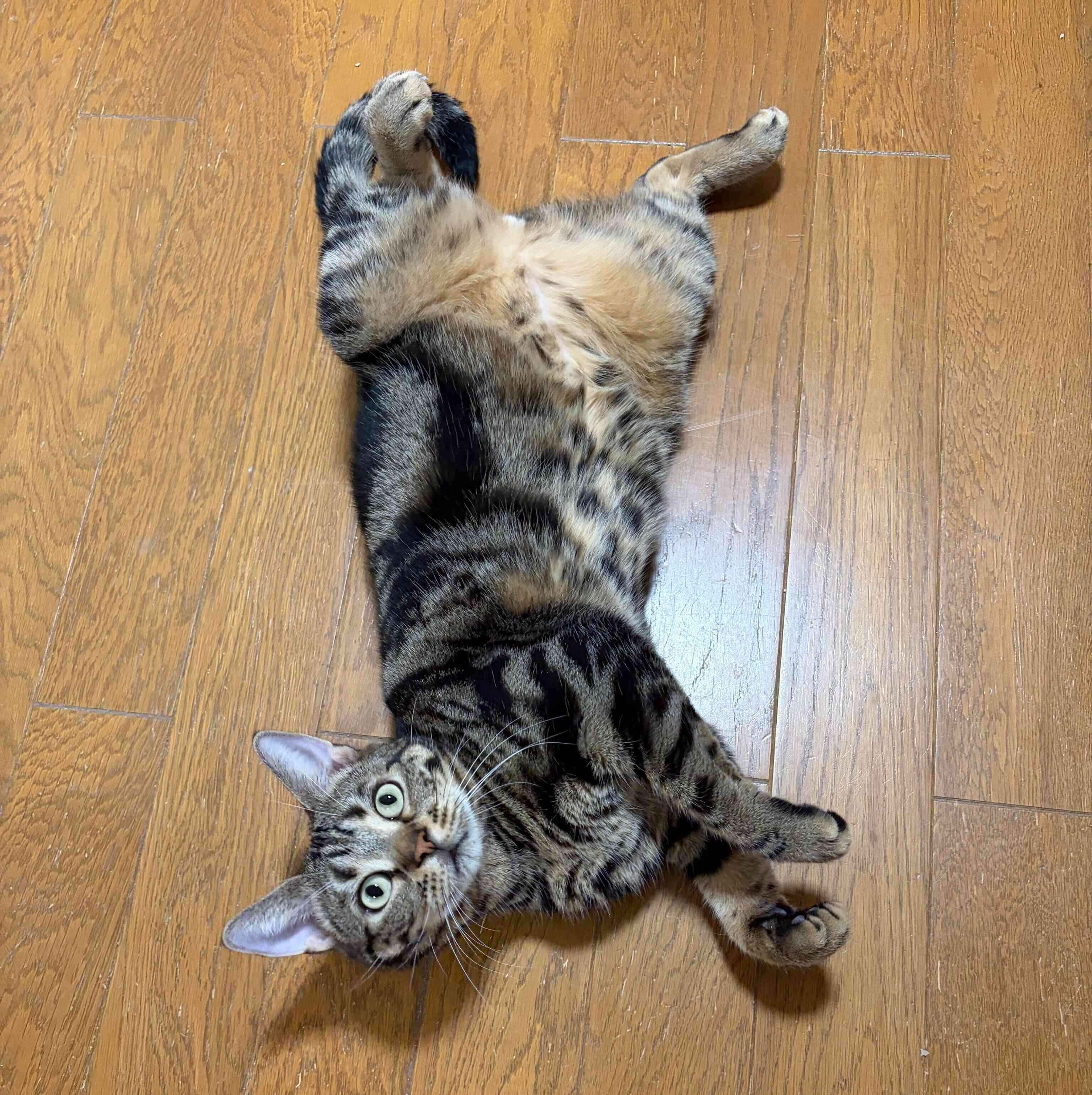 床の上に寝転がるはちべえくん