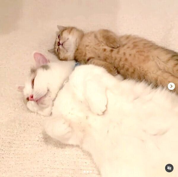 寄り添うしらすちゃん、にぼしちゃん