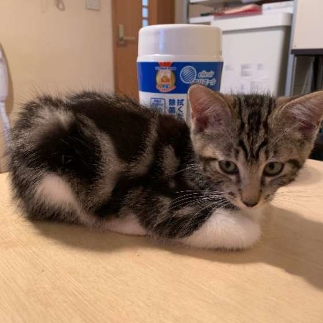 活発で遊び好き 猫の毛柄 クラシックタビー を徹底解説 ねこのきもちweb Magazine 活発で遊び好き 猫の毛柄 クラシックタビー を徹底解説 ねこのきもちweb Magazine