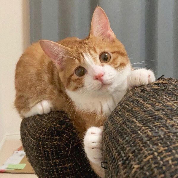 見つめるいなりくん