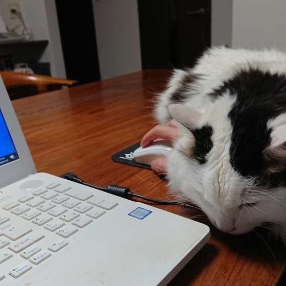 飼い主さんの邪魔をする猫