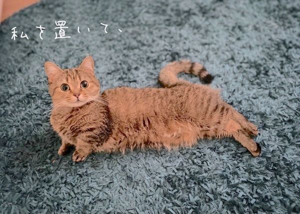 見つめるきなこちゃん