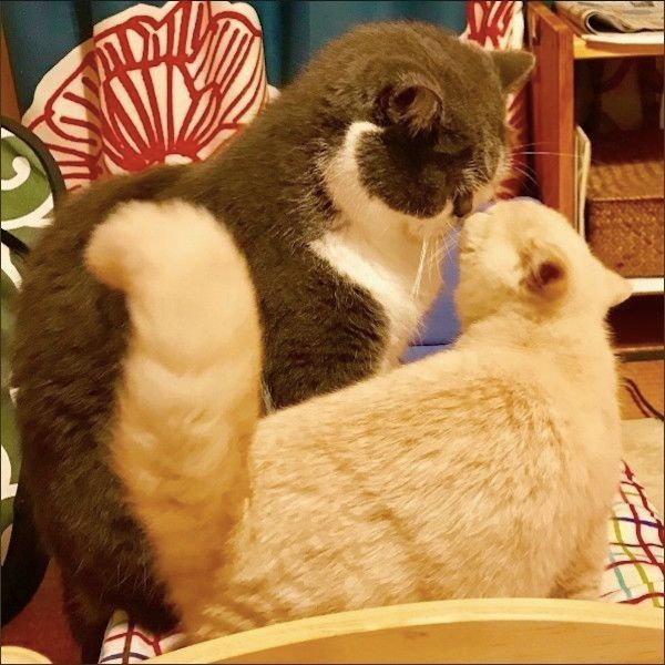 鼻ちゅーにゃんこ