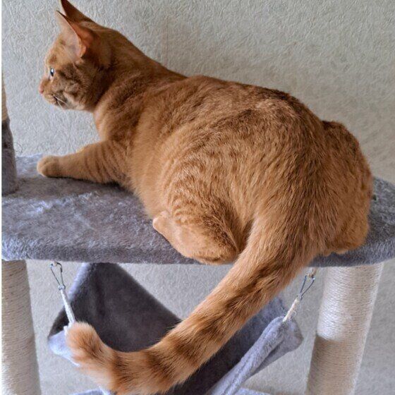 Mix（茶トラ）のガーフィールドくん♪