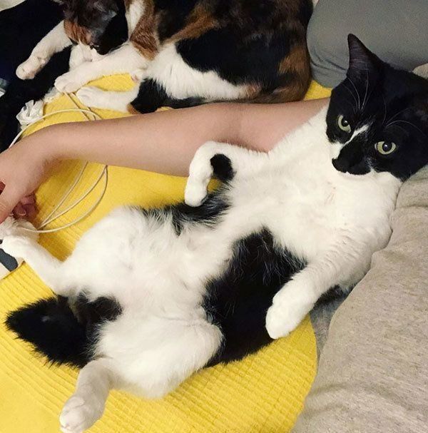 爆笑猫エッセイで話題 7匹の猫と暮らす 猫マスター 響介さんって ねこのきもちweb Magazine
