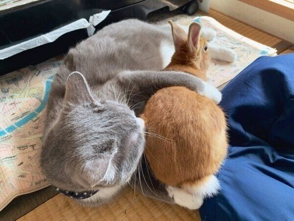 しらたまくん、うさぎちゃん