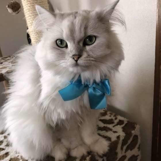 リボンをするペルシャ