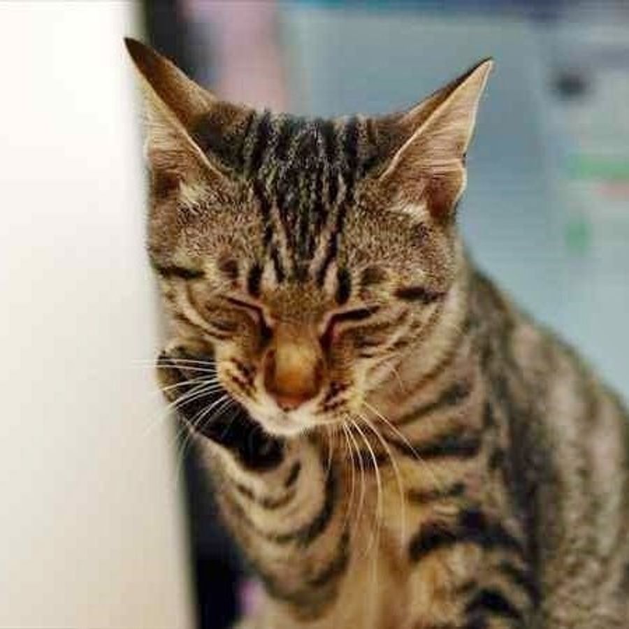 画像アリ 牙が6本の猫がいた 猫の歯は 生え変わりが衝撃だった ねこのきもちweb Magazine 画像アリ 牙が6本の猫がいた 猫の歯は 生え変わりが衝撃だった ねこのきもちweb Magazine