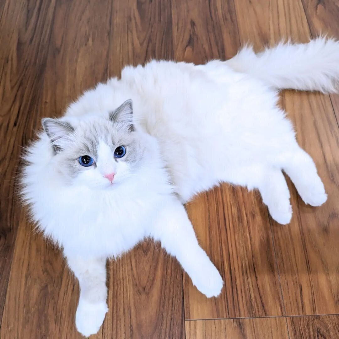 ラグドールのアモルくん