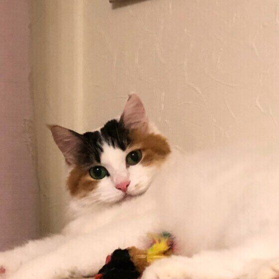 ターキッシュバン