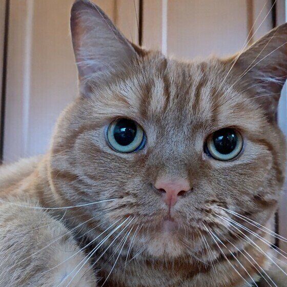 茶トラのアメリカンショートヘア