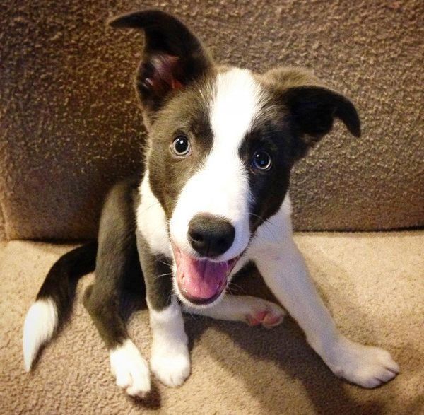 ボーダーコリー・スムースコートのランディくん