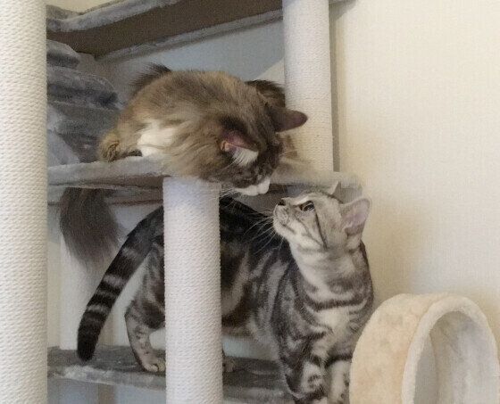 鼻チューする猫