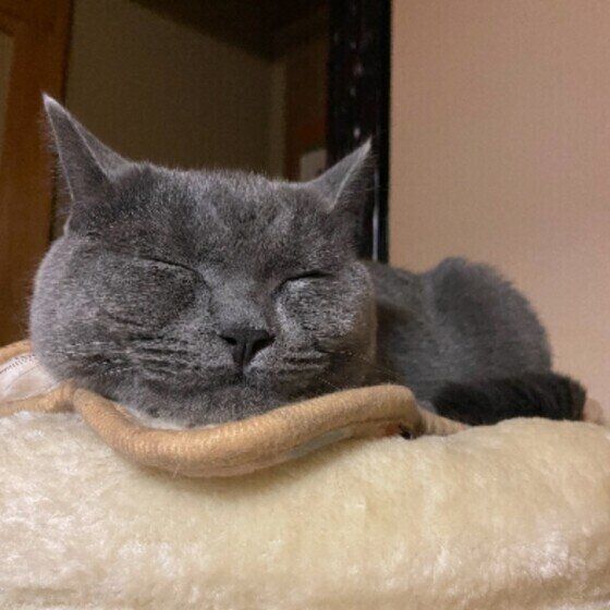 ブリティッシュショートヘアの桃助ちゃん