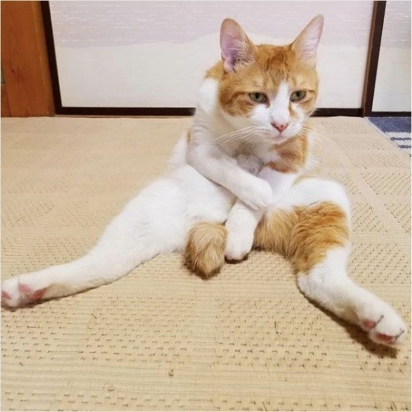 へんな座り方ニャンズ