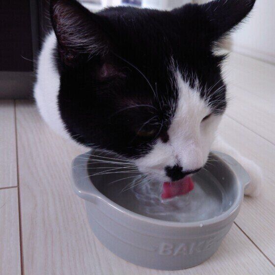 水分補給する黒白猫