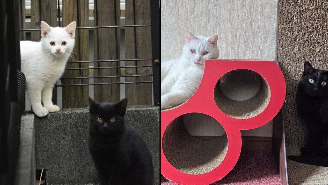 雑煮ちゃんとあんこくんの成長ビフォーアフター