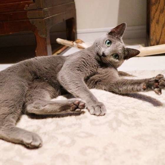 寝転がるロシアンブルー