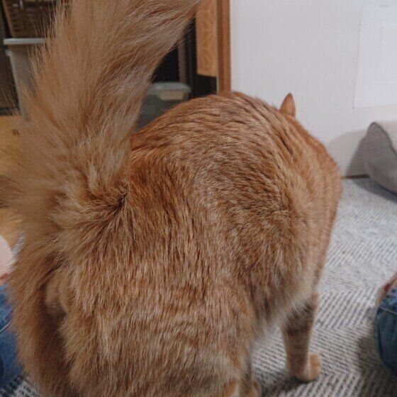 おしりトントン待ちの茶トラ