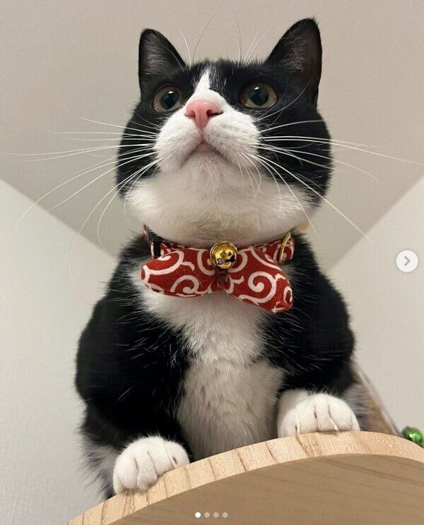 まんまるなフォルムが愛らしいぽんずちゃん