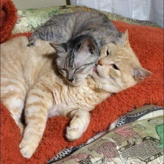 ラブラブな2匹のにゃんこ♪