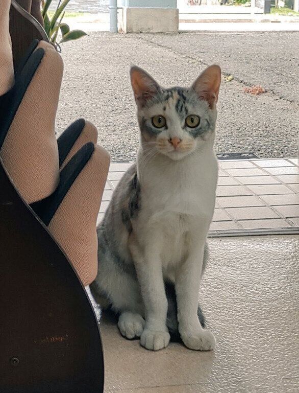 野良猫時代、生後半年の猫