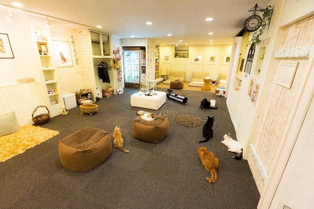 店内のあちこちに”落ちてる”猫たち