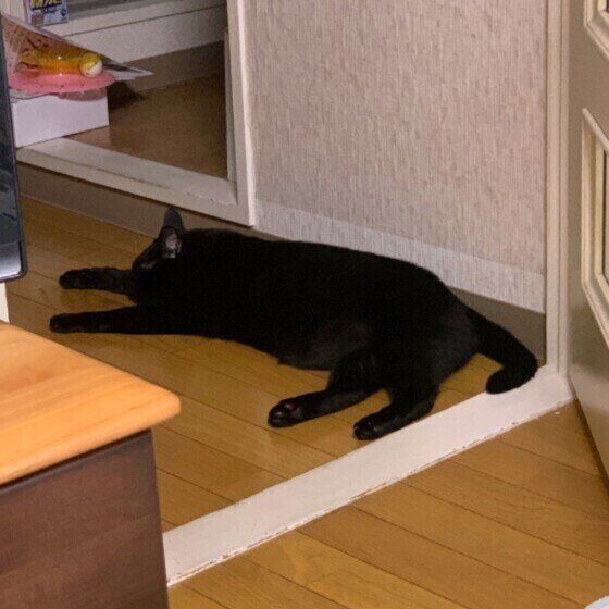 黒猫の柚子ちゃん