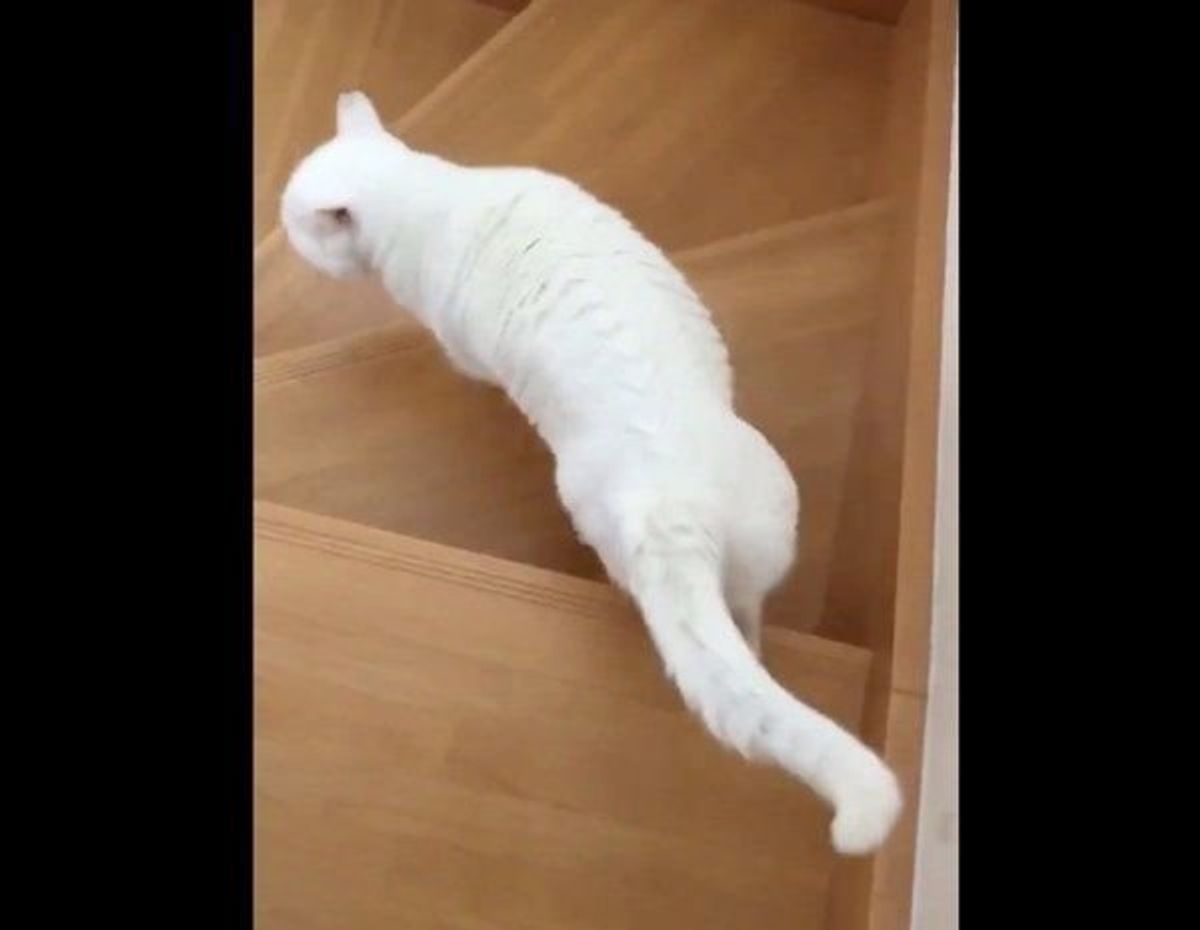 獣医師解説 家の階段から落ちた飼い主さん それを見ていた愛猫の 優しすぎる行動 に涙 ねこのきもちweb Magazine 獣医師解説 家の階段から落ちた飼い主さん それを見ていた愛猫の 優しすぎる行動 に涙 ねこのきもちweb Magazine