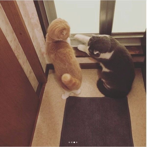 お風呂の順番待ちニャンズ