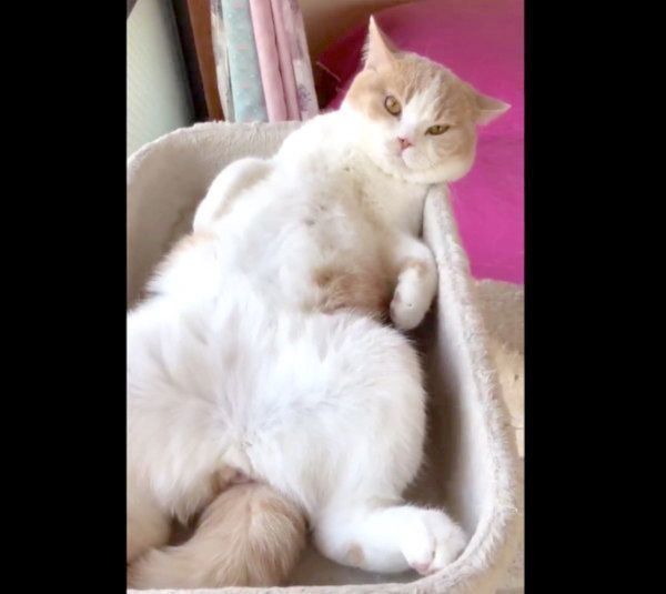 おなかを出してくつろぐてんぷらちゃん