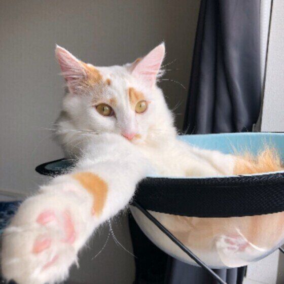 ハンモックでくつろぐスコティッシュフォールド