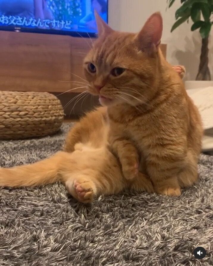 再びクサ顔をするマンチカン猫のうにくん