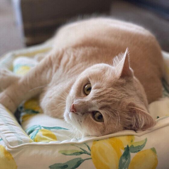 「アタシにはお金がかかる」マンチカンのむぎちゃん