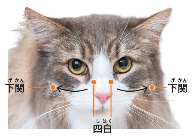 体の熱を取るツボ