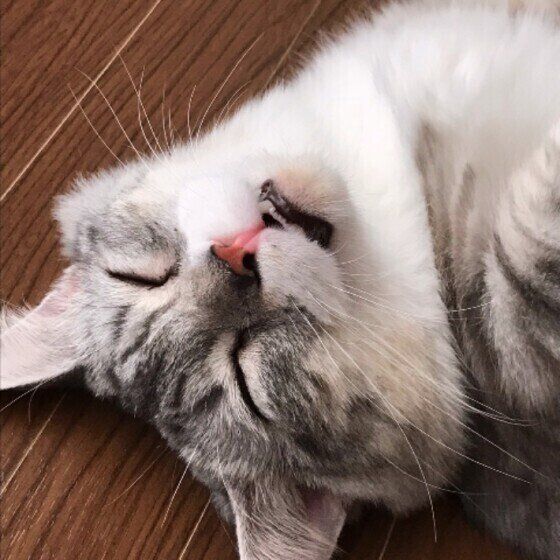 眠るマンチカン