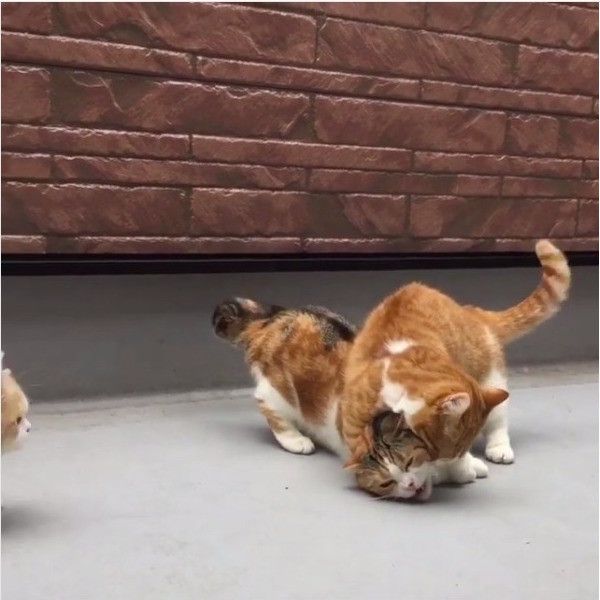 ニャンコの逆襲