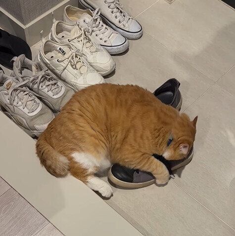 靴のにおいを嗅ぐぐっぴーくん