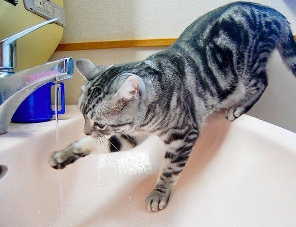 水を触るアメリカンショートヘア